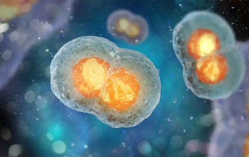 永生化细胞系构建