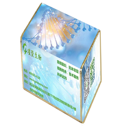 Mouse Monoclonal Antibody to VAMP2