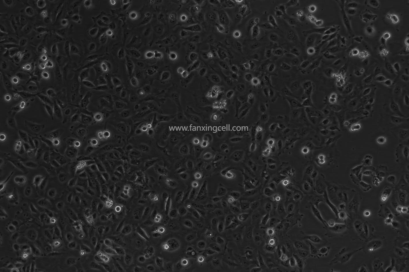 GES-1人胃黏膜上皮细胞