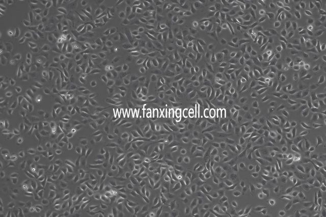 5637 人膀胱癌细胞