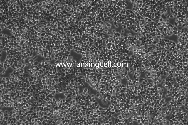 HT-29 人结直肠腺癌细胞