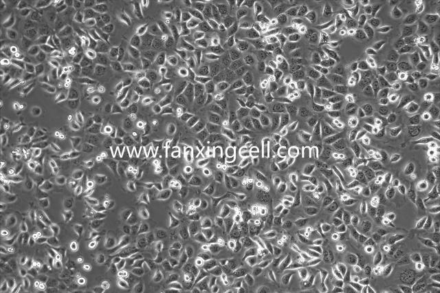 NCM460 人正常结肠上皮细胞