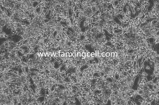 CT26.WT 小鼠结肠癌细胞