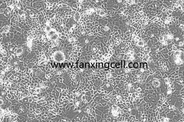 Caco-2 人结直肠腺癌细胞